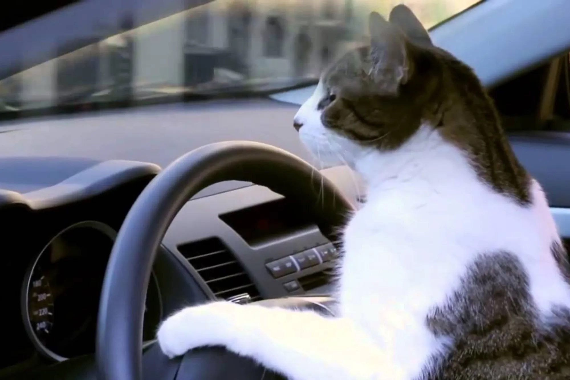 Uni the Cat Drives Car